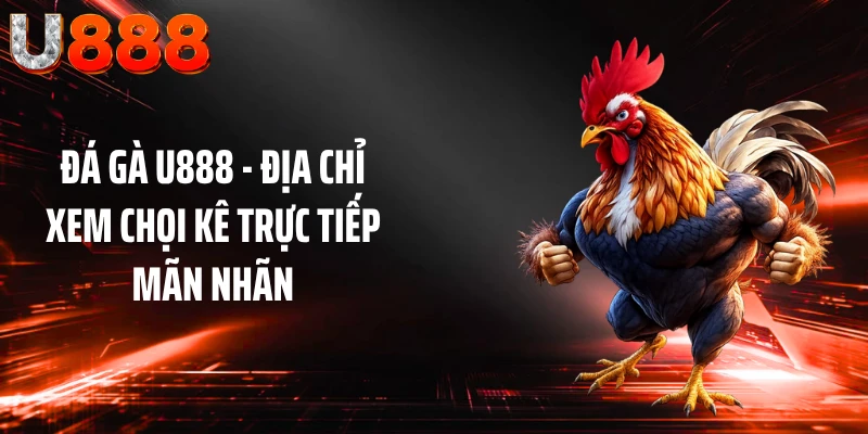 Đá gà U888 - Địa chỉ xem chọi kê trực tiếp mãn nhãn