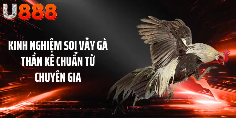 Kinh nghiệm soi vảy gà thần kê chuẩn từ chuyên gia